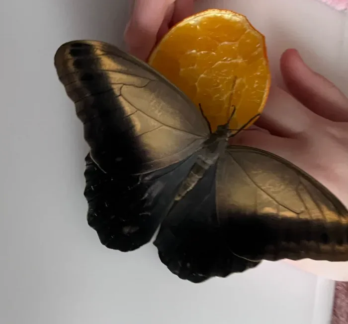 Zdjęcie z opinii: motyl Caligo na dłoni obok pomarańczy