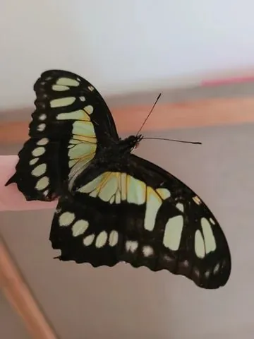 Zdjęcie z opinii: motyl na dłoni